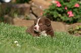 BORDER COLLIE 1266